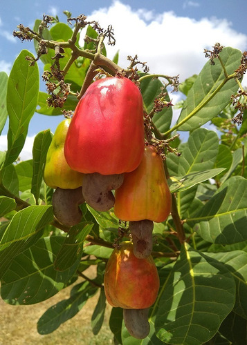 Imagem 2 de 7 de Muda De Caju Anão Para Produzir