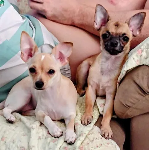 Casal De Chihuahuas