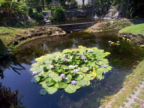 Imagen 10 de 21 de Vendo Hermosa Casa Con Arroyo Natural De Agua Cuautla Mor