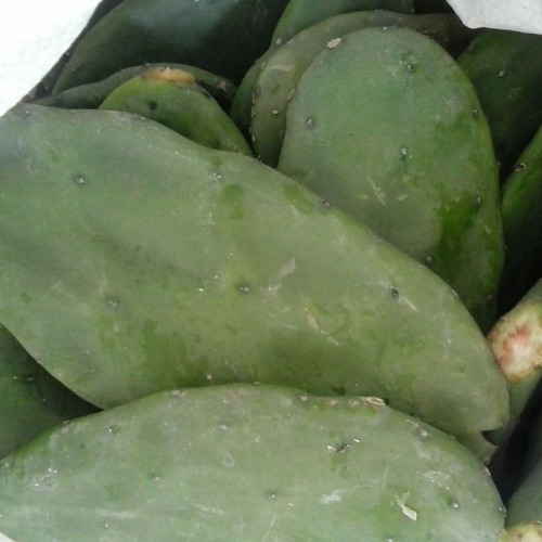 Mudas De Palma Forrageira Doce Sem Espinhos 20 Raquetes