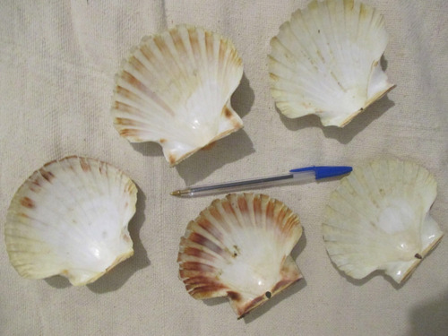 Ostras De Mar Adorno Coquilla Conchas Real Copetín X Unidad (Usado)