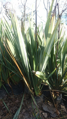 Phormium Tenax Green 10lts