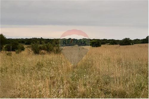 Campo - Venta- Tarariras, Colonia