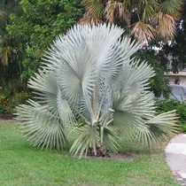 Comprar Silver Bismarckia Nobilis Bismarck Palm 20 Semillas De Hoja