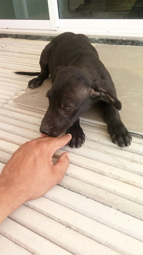 Cachorro Weimaraner