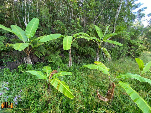 Imagem 29 de 30 de Chácara À Venda 7.500m2 Terreno Contendo Agua, Energia Elétrica, Casa Localizada Na Estrada Dos Borges Bairro Barrinha - São Lourenço Da Serra/sp - Ch07793 - 70644167
