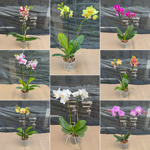 Orquídea Phalaenopsis Com Flor No Vaso Botões Cores Variadas