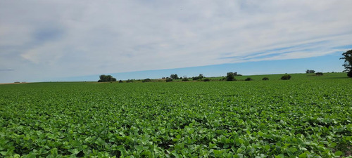 Campo - Costa Del Uruguay