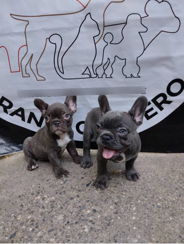 Cachorros Bulldog Frances 