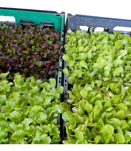 Plantines Huerta Por Mayor X 10 Bandejas Completas