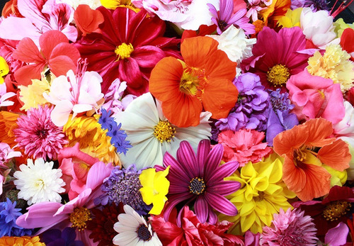 Fundo Fotográfico Tecido 3d Flores Coloridas 2,20m X 1,50m | Parcelamento  sem juros