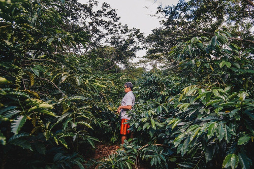 Imagem 7 de 8 de Kit C/ 4 Pacotes 250g - Café Apuí Agroflorestal Em Pó