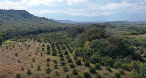 Imagen 1 de 14 de Terreno En Venta, Azahar, Montemorelos