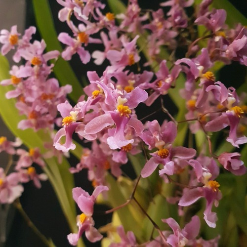 Kit 4 Orquídeas Oncidium Twinkle Cores Variadas. Com Vaso. | Frete grátis