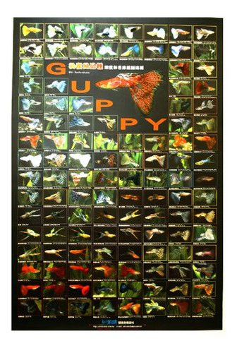 Póster Decorativo Para Acuario Guppy