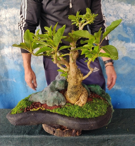 Bonsai De Ombu Penjing