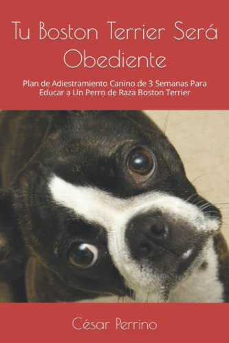 Tu Boston Terrier Sera Obediente: Plan De Adiestramiento Can