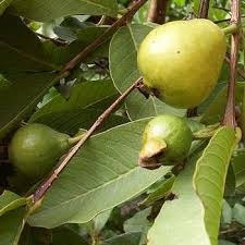 Araza, Arbol Del Fruto