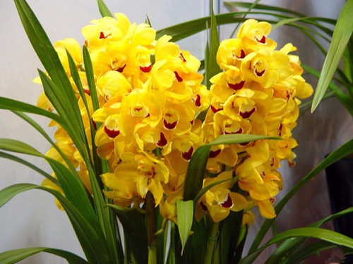 Muda De Orquídea Cymbidium Amarelo - 10 A 15cm - Promoção!