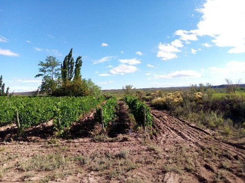 Imagen 13 de 19 de Finca 13 Ha En Cañada Seca - San Rafael
