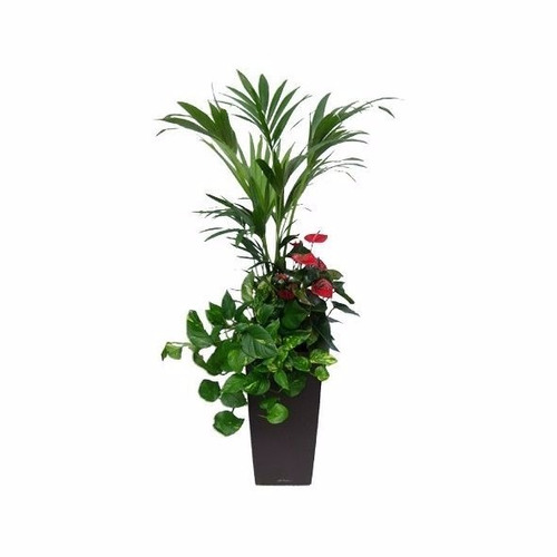 Exclusivo! Plantas Y Arreglos Para Interiores Autorregantes