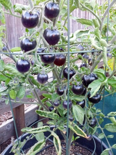 30 Semillas De Tomate Cherry Azul (indigo Rose)  !!!!!!!!!