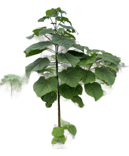 Árbol De Paulownia Shantong (kiri) 1.5 Mts De Altura