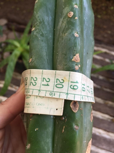 Cactus Trichocereus Pachanoi. 700 Cm - Ideal Para Injertos