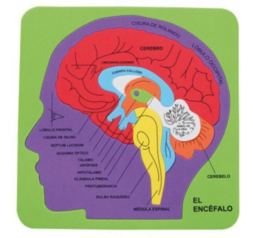 Puzzle Goma Eva Cerebro Humano Art&craft