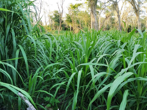 5 Kg Semilla Pasto Cuba 22 (esquejes)