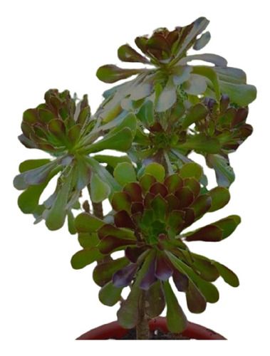 Vivero Cielo Verde Orgánico Rosanegra Aeonium Atropurpureum