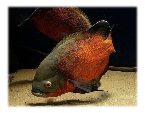 Pez Oscar Cobre Rojo Para Acuario O Pecera