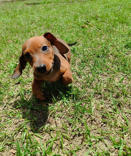 Cachorros Salchichas