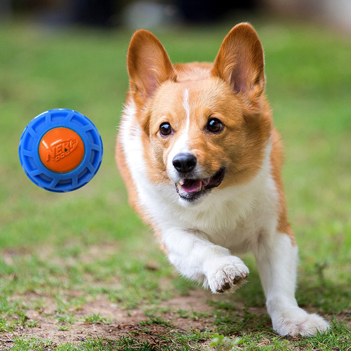 Squeak Ball Nerf Dog Tpr Exo 7,62 Cm Azul/naranja