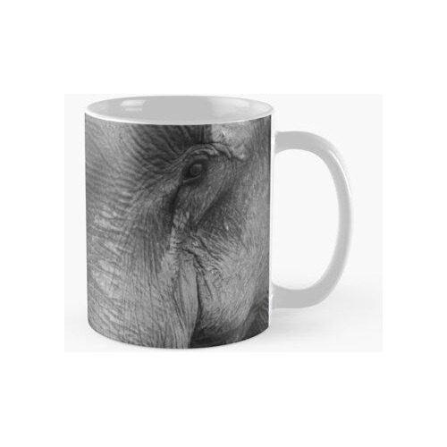 Taza Fotografía De Elefante Calidad Premium