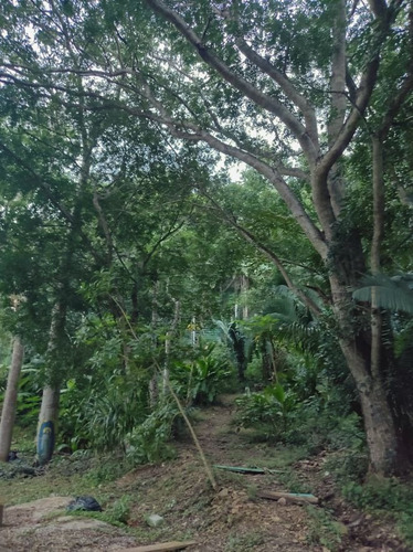 Imagen 6 de 12 de Terreno En San Pancho