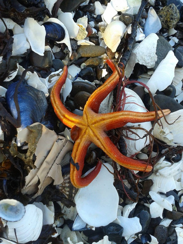 Cuadro 20x30cm Estrella De Mar Tropical Paraiso Playa M5