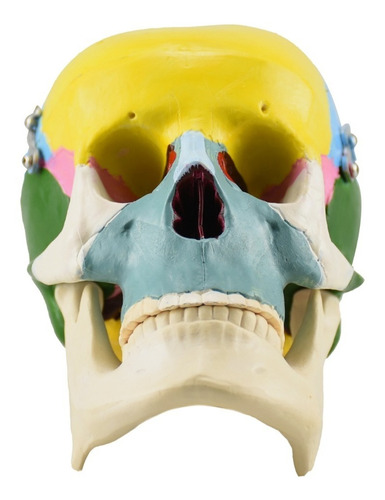 Modelo Anatómico De Cráneo Pequeño De Colores, Medicina