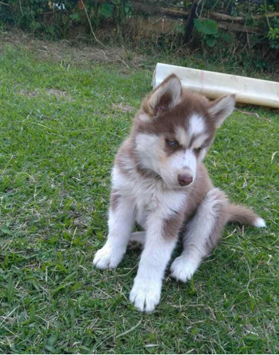 Husky Siberiano Manto Rojo