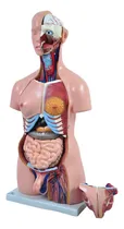 Comprar Torso Humano Bissexual C\u002F Abertura Nas Costas 85cm 24 Partes