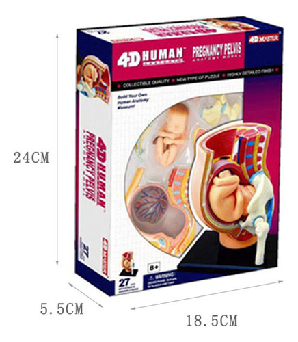 Kit De Modelo Pélvico De Embarazo De Anatomía Humana 4d