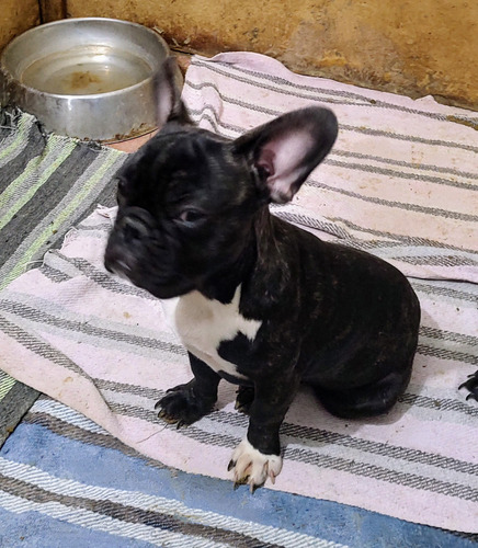 Cachorro Bulldog Francés Macho Negro