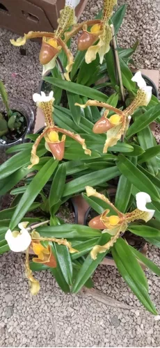 Paphiopedilum (sapatinho) Orquídea Terrestre (sem Flor)