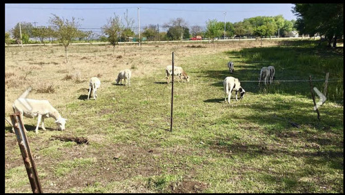 Terreno En Venta En Montemorelos