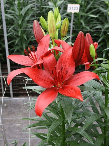 Imagen 10 de 10 de Bulbos De Lilium X1 Bulbo Asiático/oriental Alto/enano Impor