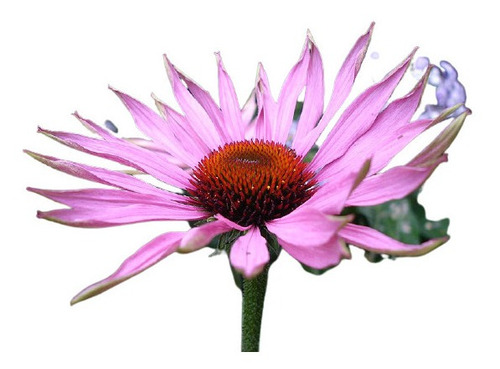 100 Sementes Echinacea Purpurea Flor De Cone Erva Medicinal