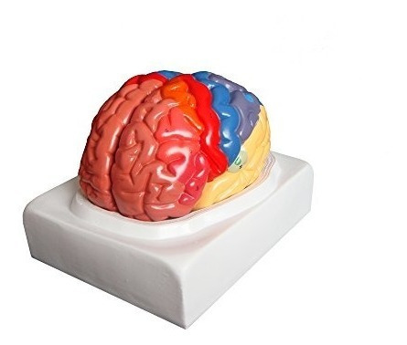 Walter Productos B10444 Modelo Regional Cerebro Humano, De T