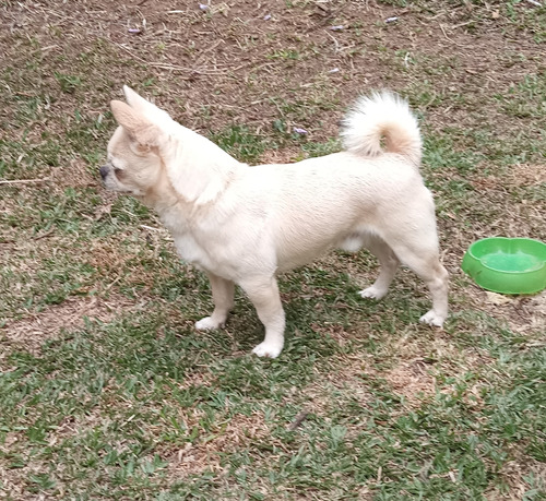 Macho Chihuahua Para Salto, En Heredia