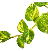 Comprar Planta Purificadora Del Aire!! Potus Ideal Oficinas, Locales