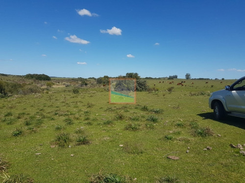 Imagen 6 de 14 de Campo Ganadero 325has Garzón Maldonado